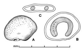   Seed,nbsp;embryo:   Lycium ferocissimum , nbsp;A, Seed; B, longitudinal section of seed showing embryo; C, transection of seed; Illustration by L.E. Chandler
